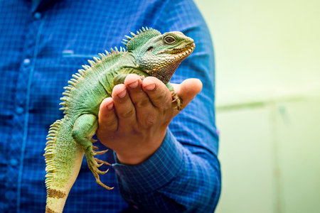 Green iguana lizard  sits on men hand. Man shows a green lizardの写真素材