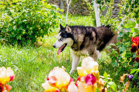 Husky dog strolls through  garden and protects  territoryの写真素材