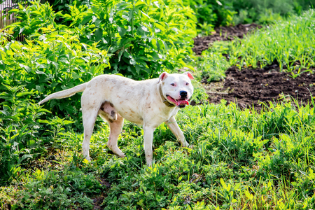 White dog pitbull in  garden on  walkの写真素材