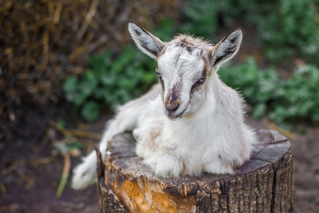 Little goat lies on stump in  garden. Breeding livestock at homeの写真素材