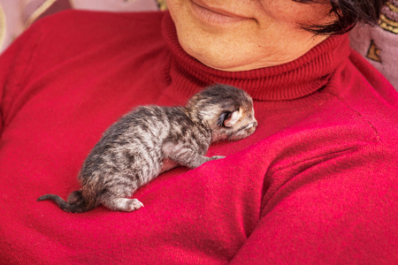 Little kitten looking for a shelter on the woman's chest. An elderly woman with  cute kittenの写真素材
