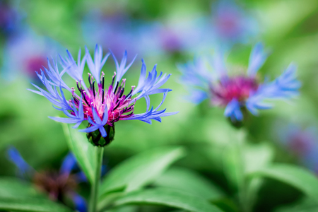 Blue flowers cornflower on  background of green vegetation on a sunny summer dayの写真素材
