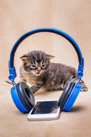 Little kitten with blue eyes near  mobile phone and headphones. Listening to rock music. Fright from  loud soundの写真素材