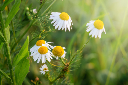 White daisies in meadow against bright sunlightの写真素材