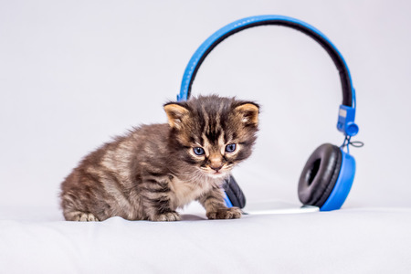 A little striped kitten near the headphones. Advertising and sale of headphonesの写真素材