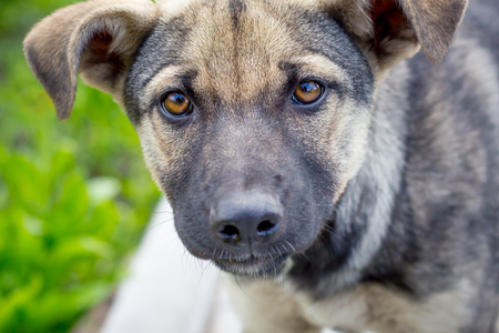 Portrait of a young dog closeup. The dog looks forwardの写真素材