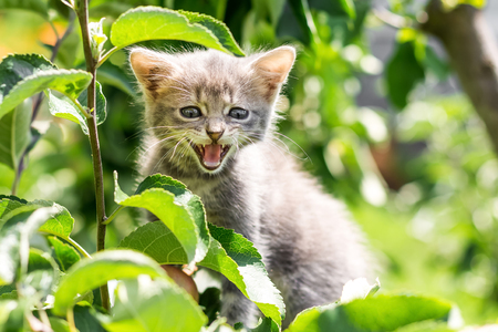 Gray kitten on a tree among green leaves. The kitten on the tree screams out of fearの写真素材
