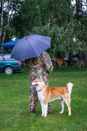 West Siberian Laika  near his master in the park on a walk in the rainy weatherの写真素材