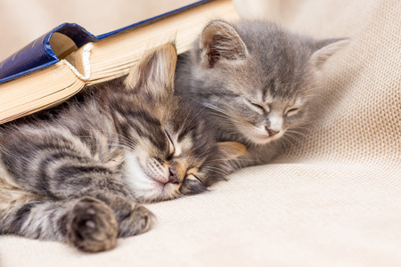 Two kittens covered with a book sleeping next . Rest after schoolの写真素材