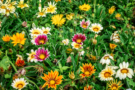 Multicolored flowers on the city flowerbed. Pattern of small flowersの写真素材