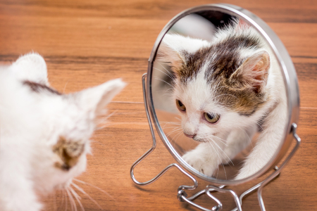 A small, playful white kitten looks in the mirror. The kitten is played with a mirrorの写真素材