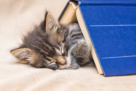 A little kitten sweetly  sleeps  under a thick book. Rest after schoolの写真素材