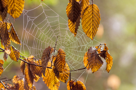 A cobweb  among brown dry leaves in the woods. Autumn day in the woodsの写真素材