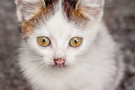 White spotted kitty with a distinct look. Close-up portraitの写真素材