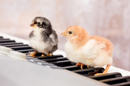 Two small chicks on the keys of the piano. The first steps in music. Learning at a music school. Concert of young performersの写真素材
