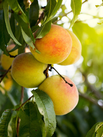 On the branches of the tree ripen delicious juicy peaches
