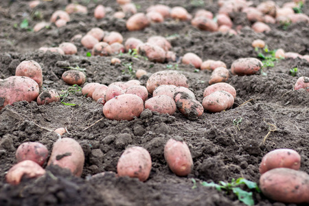 Large potato tubers on the ground. Potato harvestingの写真素材