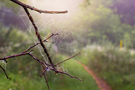Dry branch with wet cobweb in the woods in the morning. The path  among the forest thicketsの写真素材