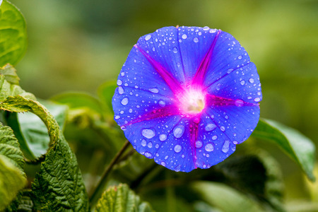 Blue flower of morning-glory (ipomoea)  with drops of rain on a blurry backgroundの写真素材