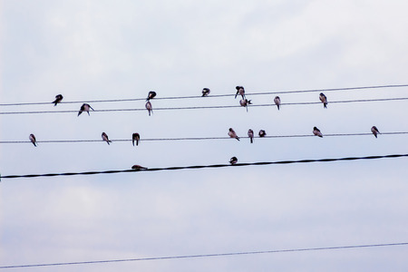 A group of swallows on electric wires in the background of the skyの写真素材