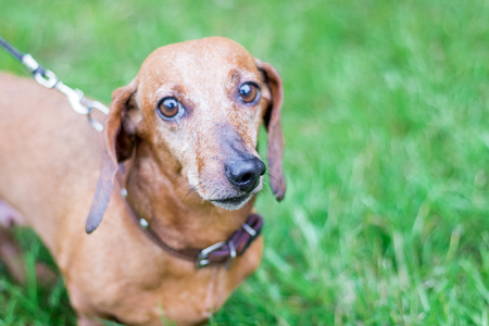 Purebred dachshund on the leash sniffs the air and looks for a traceの写真素材
