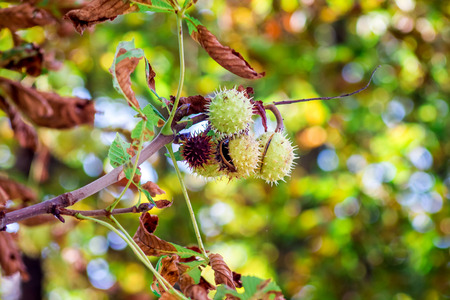 Branch of chestnut with fading leaves and fruits on a bright autumn dayの写真素材