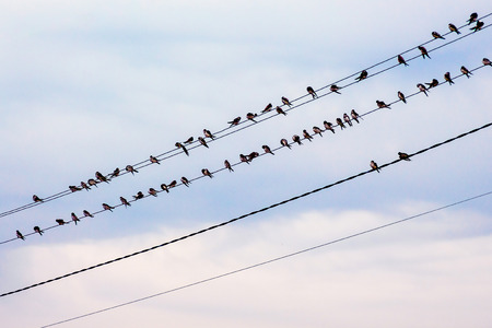 Swallows are sitting on the wires of the power lineの写真素材