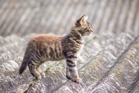 Small striped cat walking on the roof of the houseの写真素材