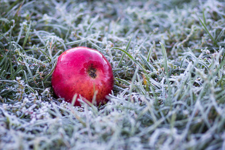 Red apple in the grass, covered with frost. The first autumn frostsの写真素材