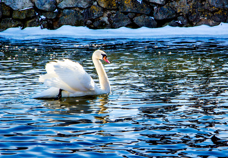 A solitary swan floats on the blue waters of the river in winter. Birds on winteringの写真素材