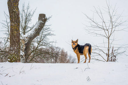 Dog against the background of trees in the winter forest