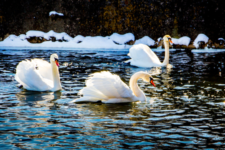 Three swans float along the water on a clear sunny winter day. Swans in the winterの写真素材