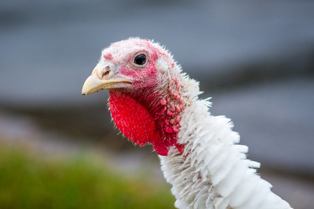 Young white turkey on a blurry background, portrait close-upの写真素材