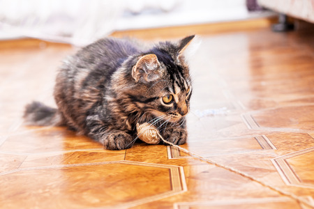 A striped cat is sitting on the floor playing a tangle of threadsの写真素材