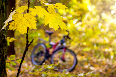 Branch of maple with yellow leaves on the background of a bicycle. Bike in the autumn forest. Autumn park bike rideの写真素材