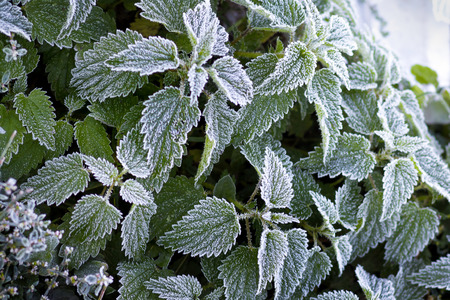 The leaf nettles are covered with frost. The first autumn frostsの写真素材