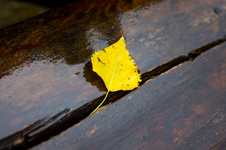 Yellow birch leaf on a wet board bench in a city parkの写真素材