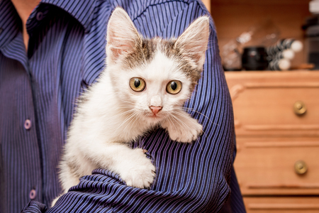 Small white spotted cat with big eyes sitting on the hands of the owner. Caring for animalsの写真素材
