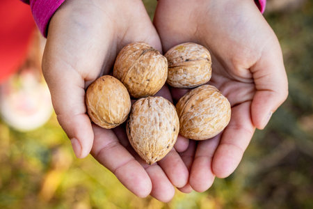 The girl holds walnuts in her hands. Rich in vitamins food