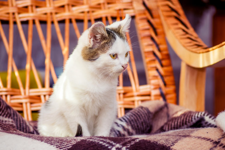 A small white cat sits in a rocking chair. Comfort at homeの写真素材