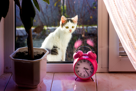 A small white kitten sits on the street near the window and wants to go into the roomの写真素材