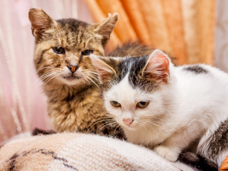 The old and young cat sit together in the room