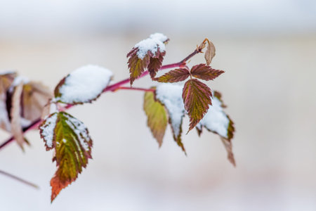 Branch of raspberries with dry leaves, covered with snow. Winter in the gardenの写真素材