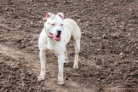 White dog  of breeds pit bull in the field while walkingの写真素材