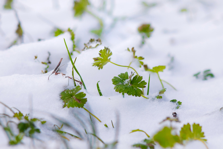 Green grass is covered with snow. First snow. In the spring grass sprouts through the snowの写真素材