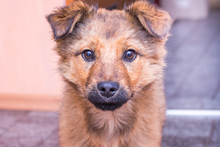 Portrait of a young dog in a close-up roomの写真素材