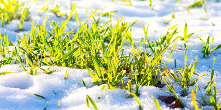 The green grass on which the snow fell, on a clear winter day during thawの写真素材