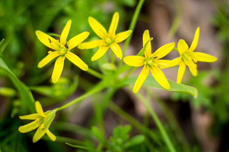 Yellow flowers with sharp petals in the spring forestの写真素材