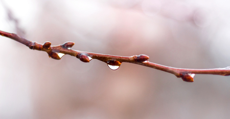 Wet the tree branch with drops of rainの写真素材