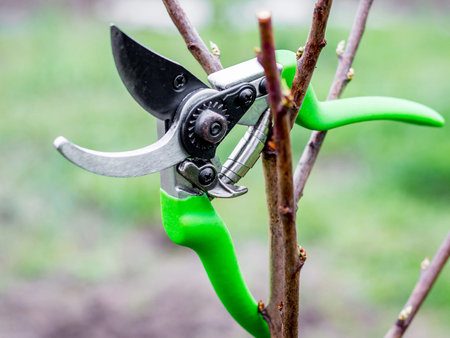 Scissors for cutting branches of trees. Spring work in the garden